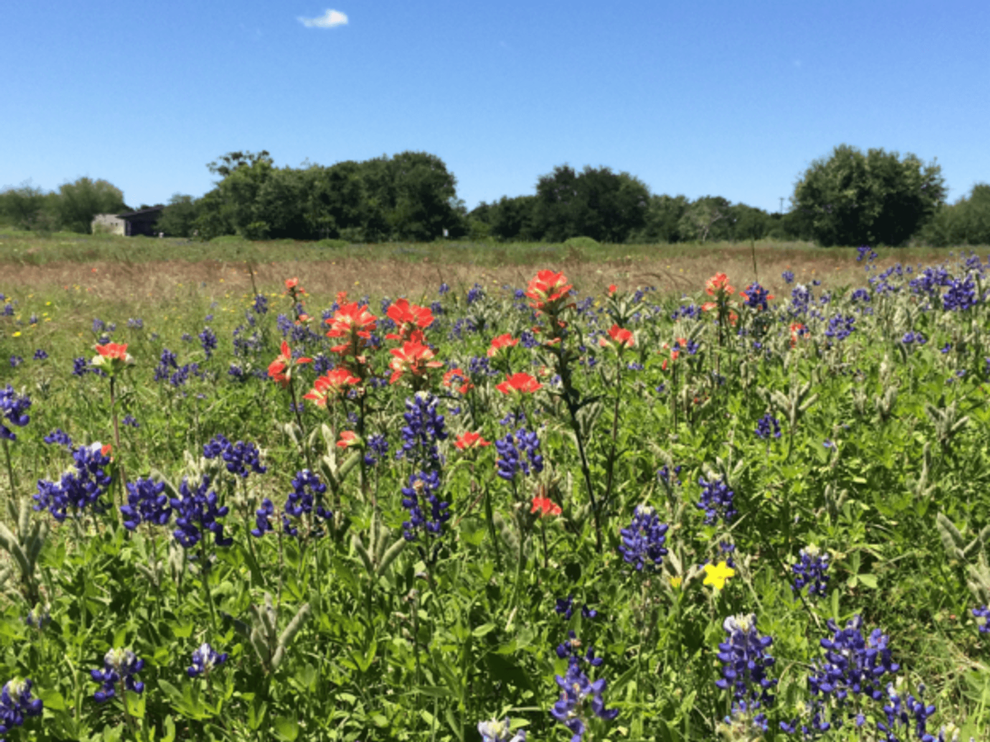 Texas bluebonnets