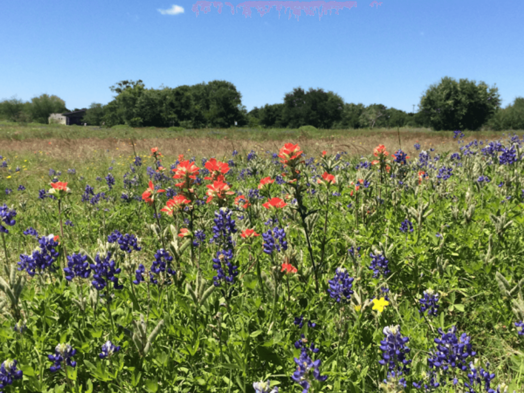 Texas bluebonnets