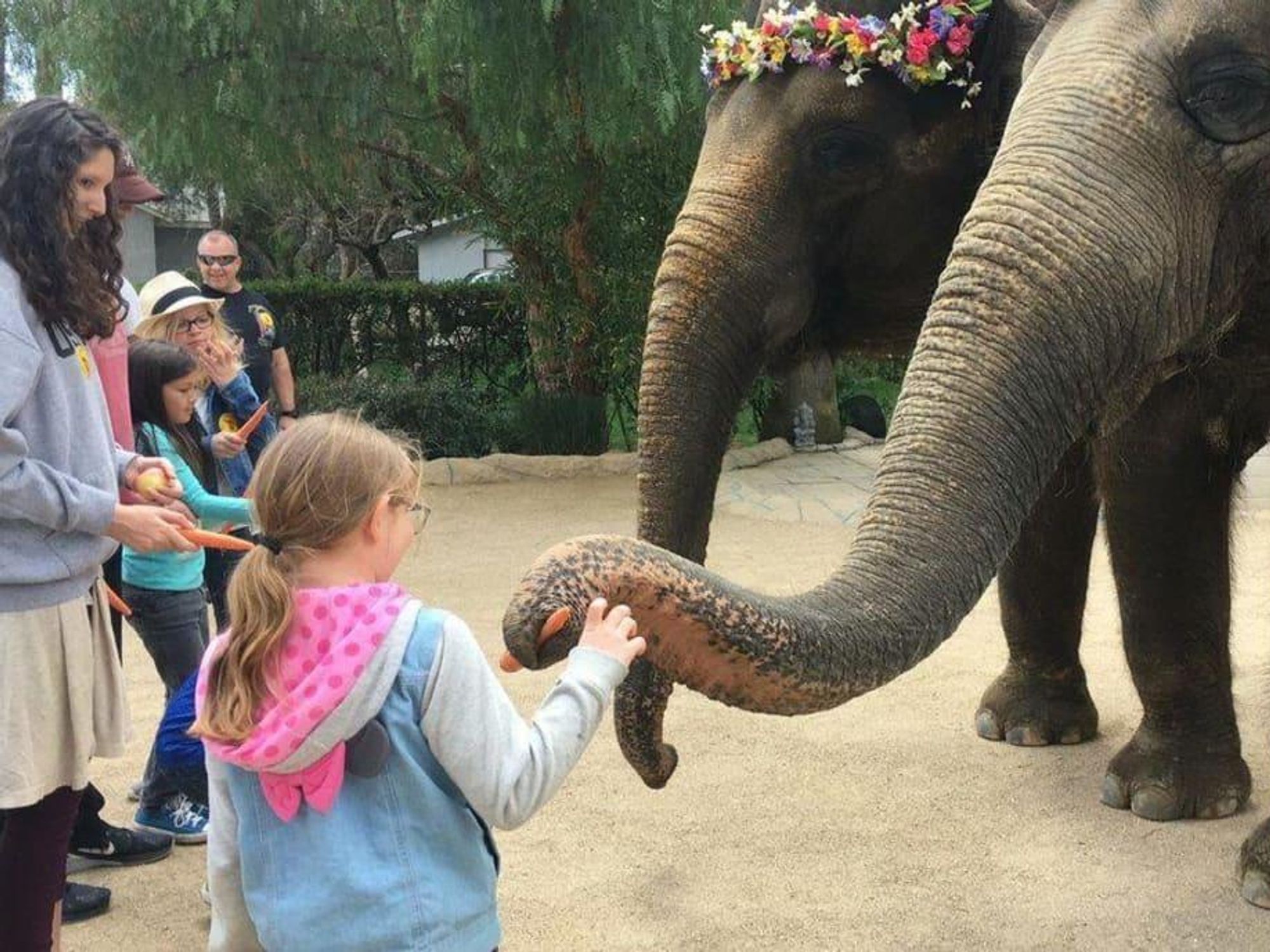 The Elephant Preserve