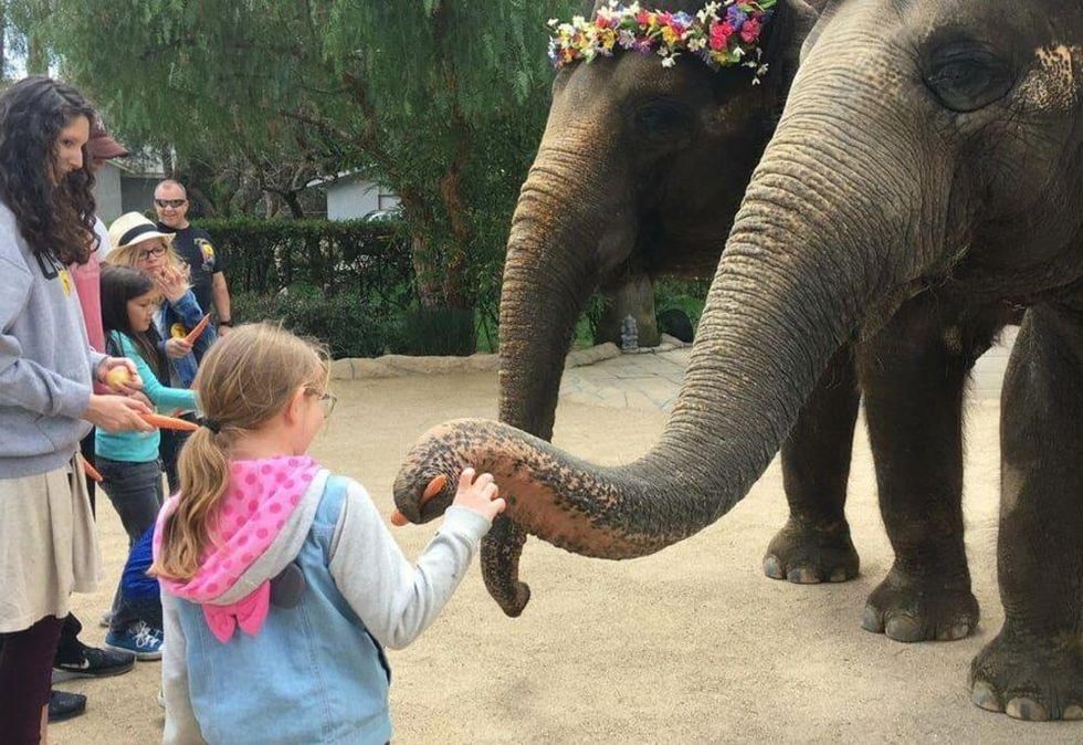 The Elephant Preserve