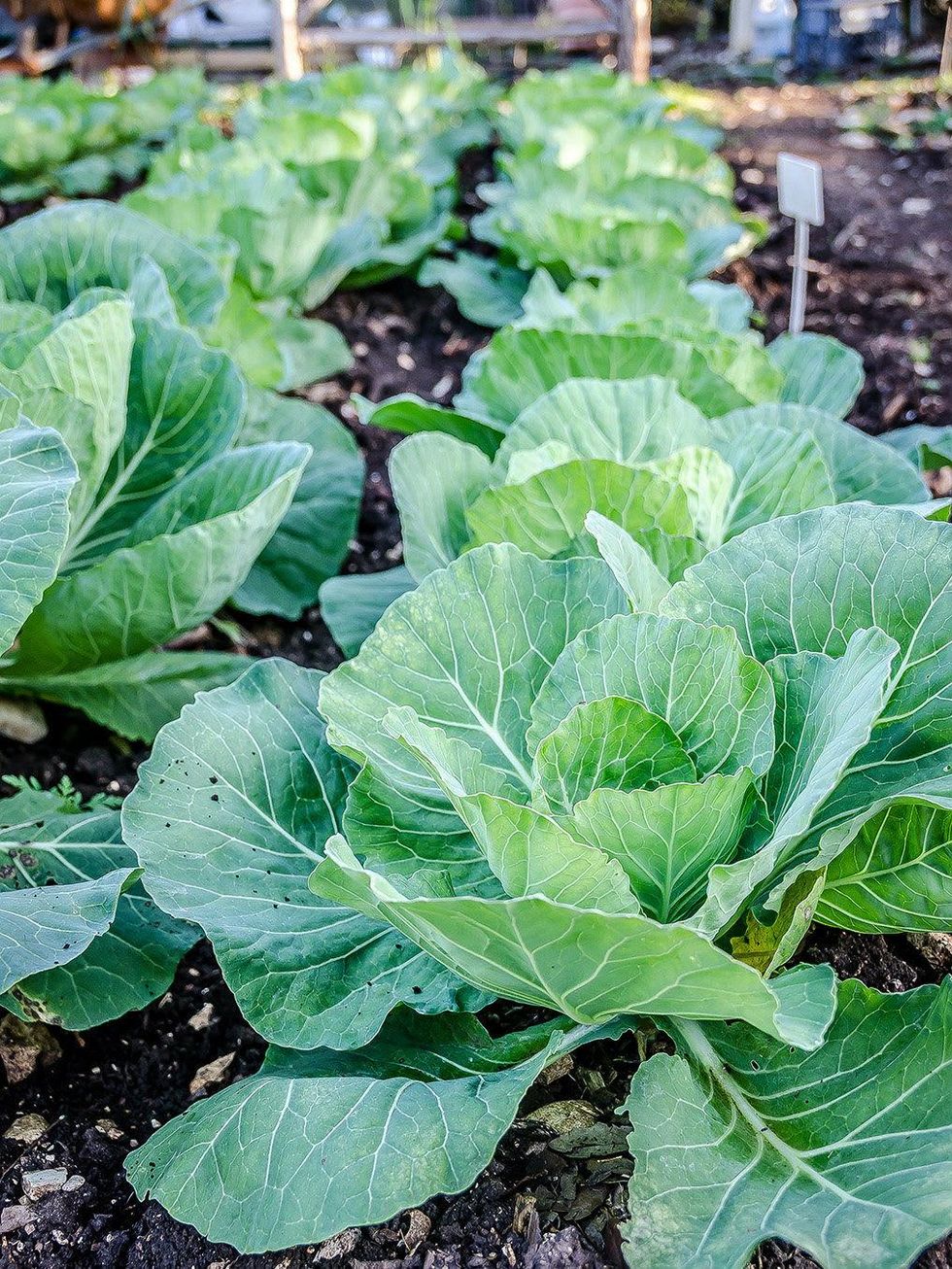 The Inn at Onion Creek garden closeup