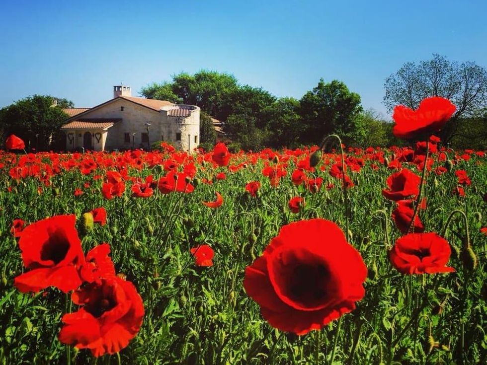 The Laurel Tree Utopia