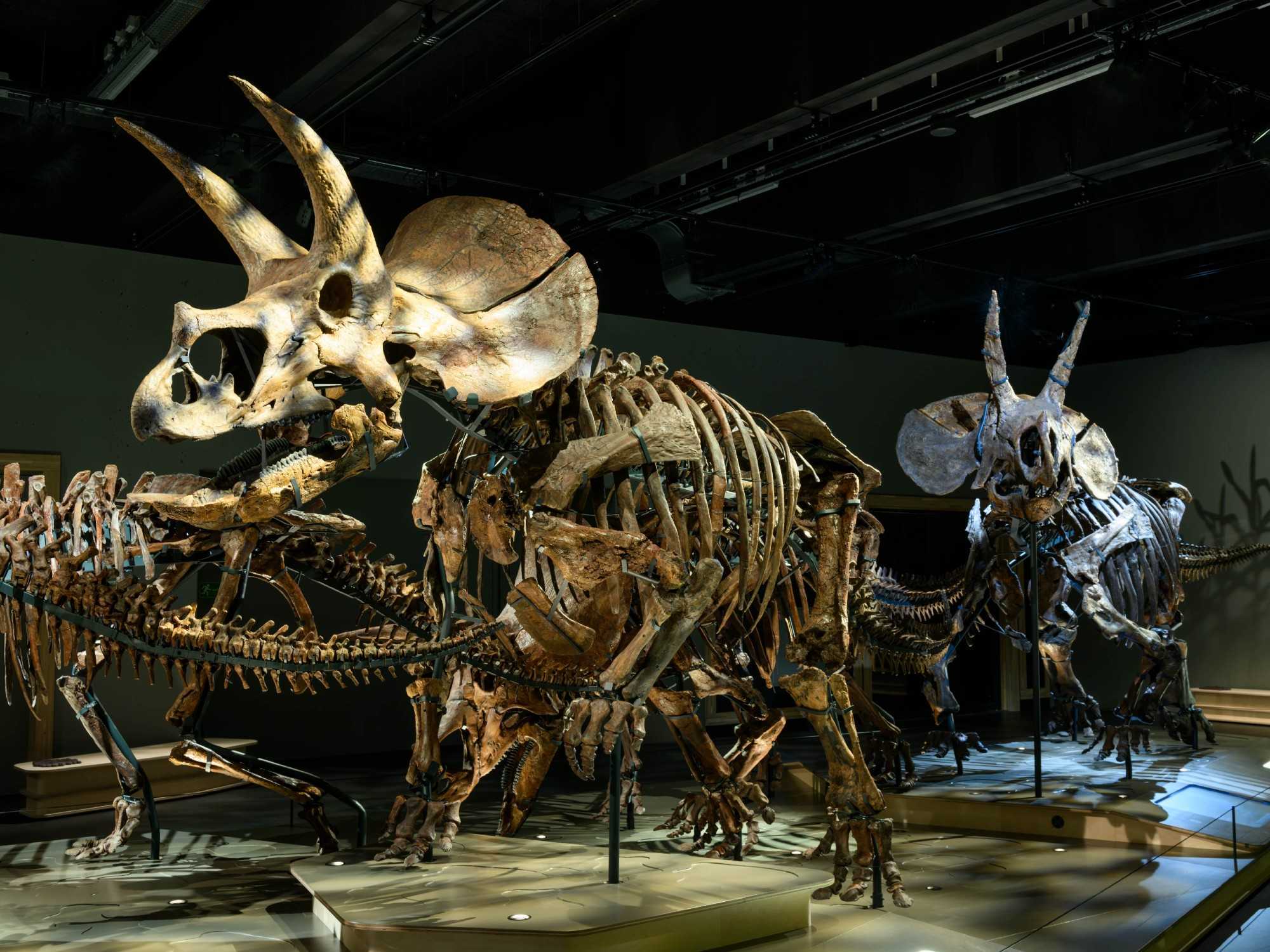 Dinosaur Box Science Rare dinosaur exhibition makes U.S. debut at Perot Museum - CultureMap ...