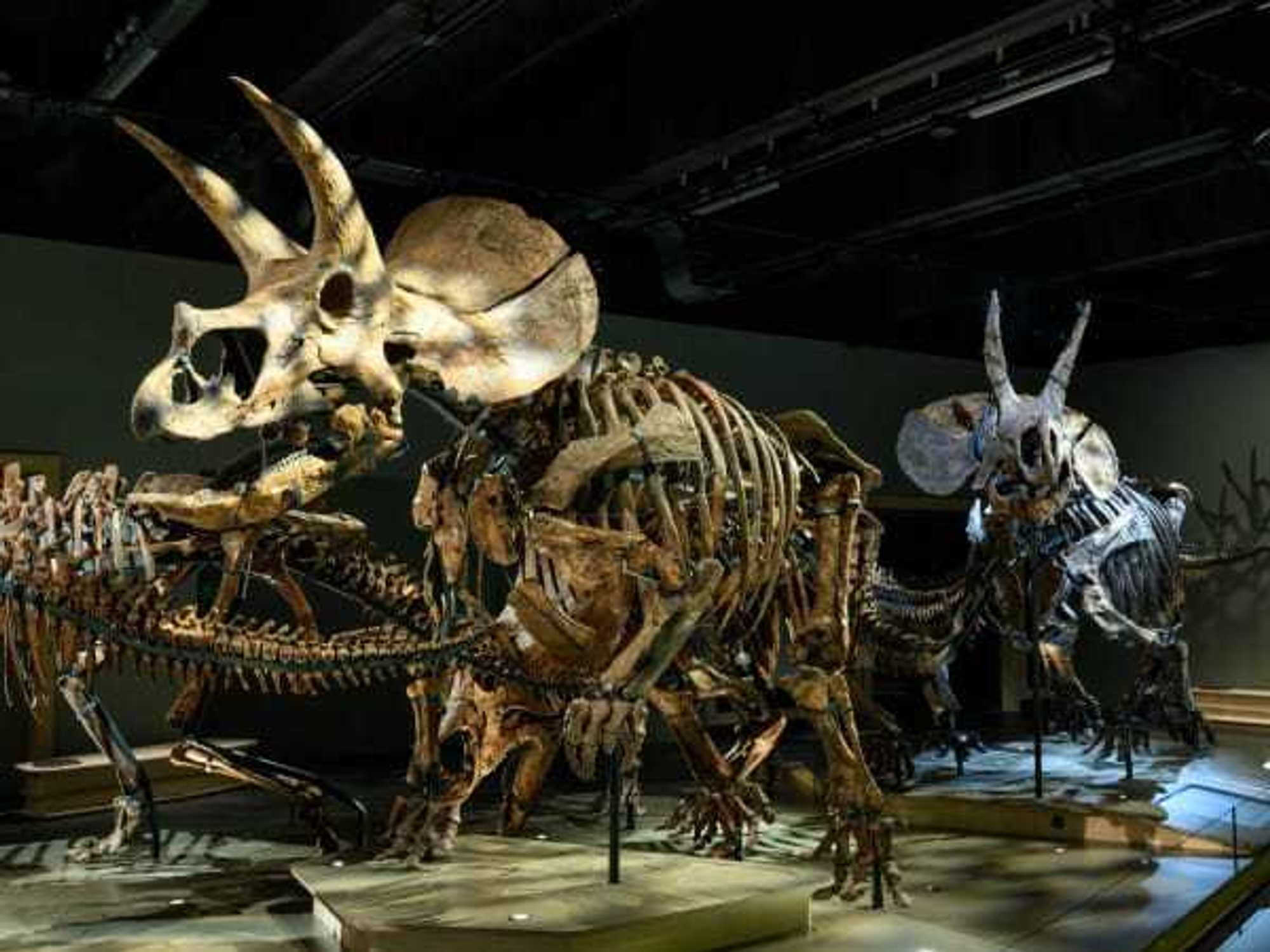 The March of the Triceratops exhibition