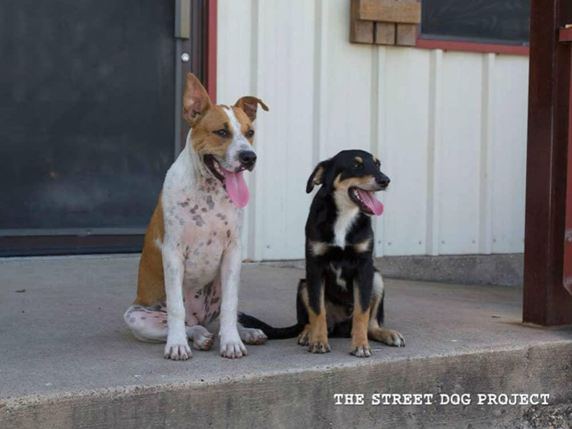 The Street Dog Project