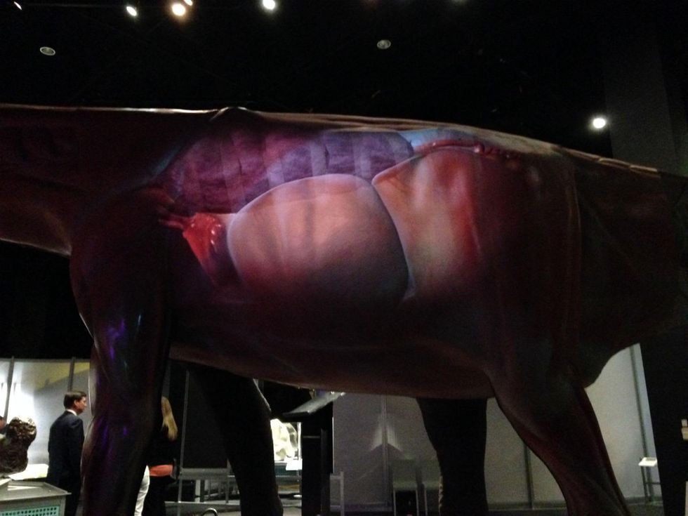 The World's Largest Dinosaurs at the Perot Museum