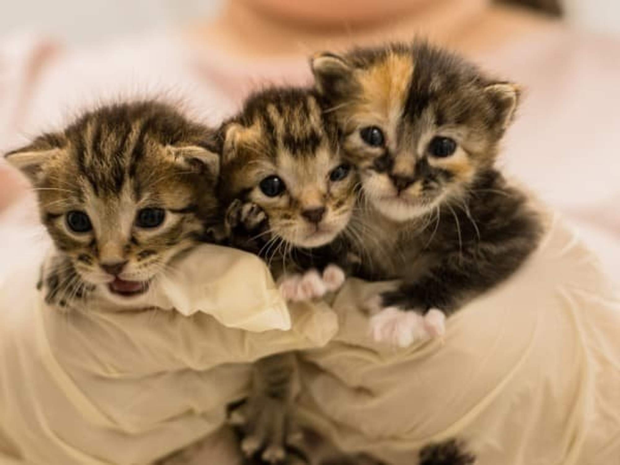 Kittens Map Dallas animal shelter offers new program to help cat overpopulation ...