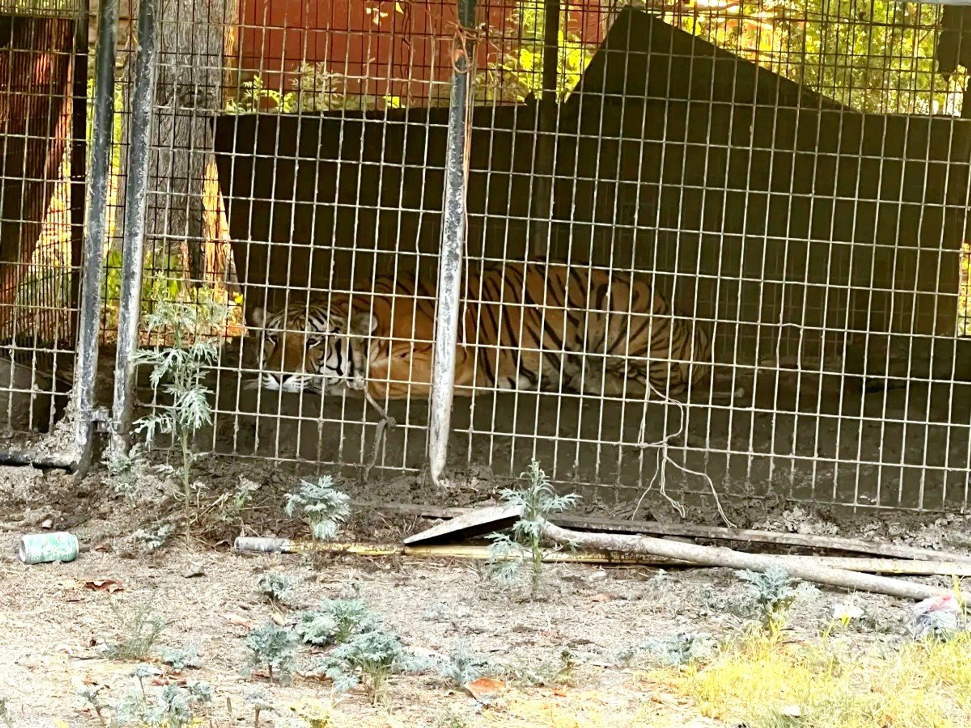 Tiger 5700 Johnson Lane