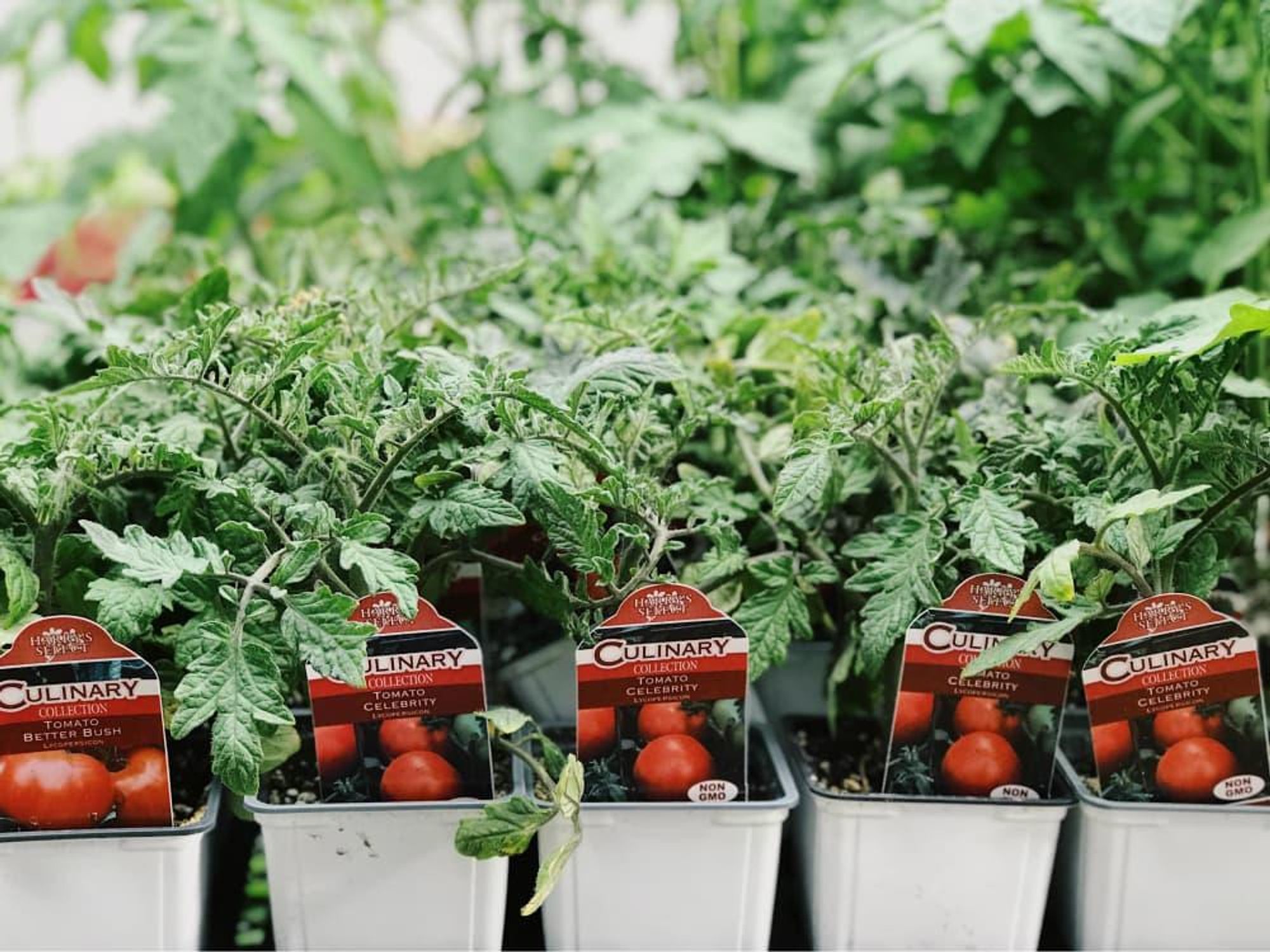 Tomato plants at Dallas Farmers Market