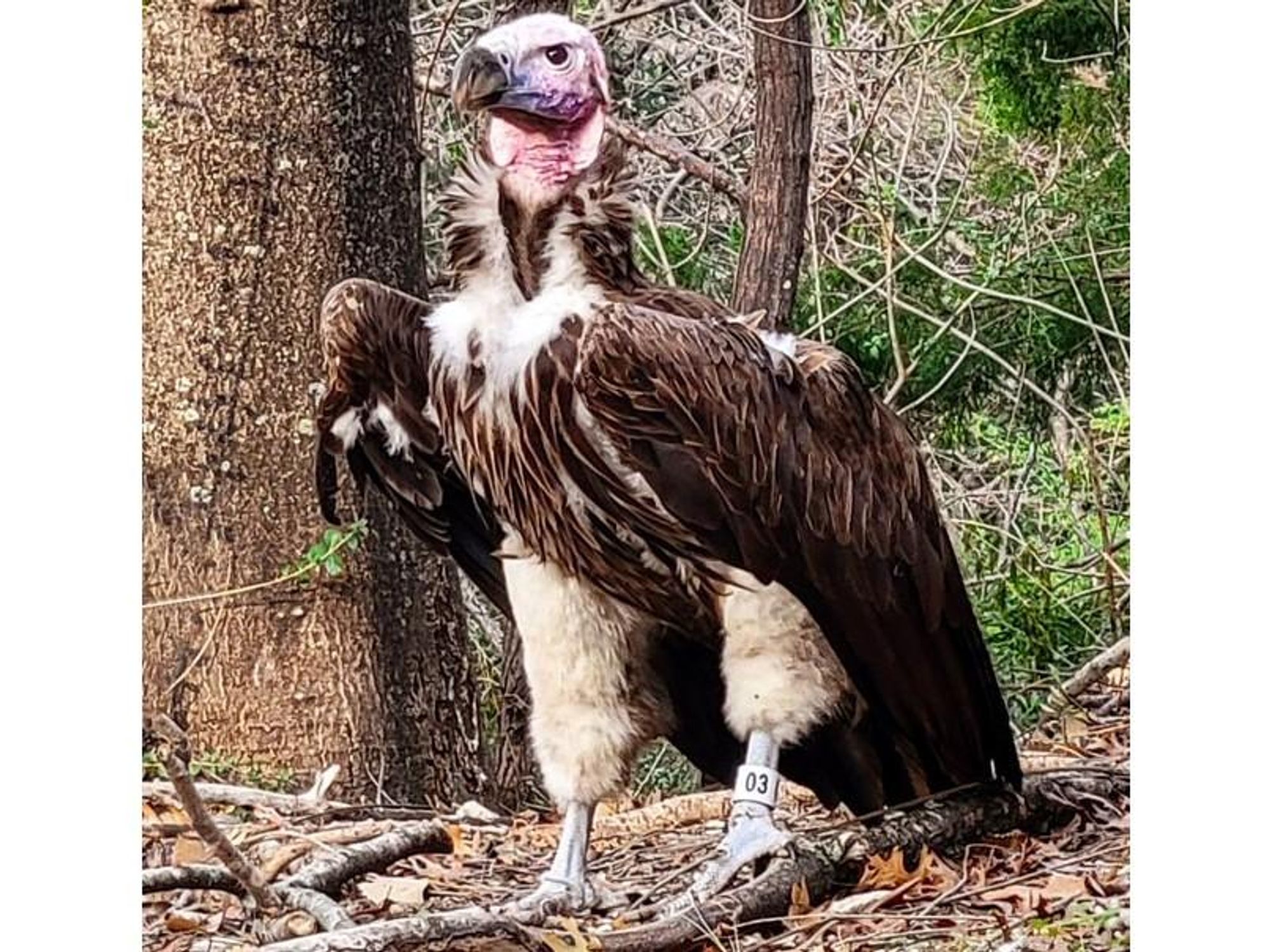 Dallas Zoo has another suspicious animal death, this time a vulture -  CultureMap Dallas