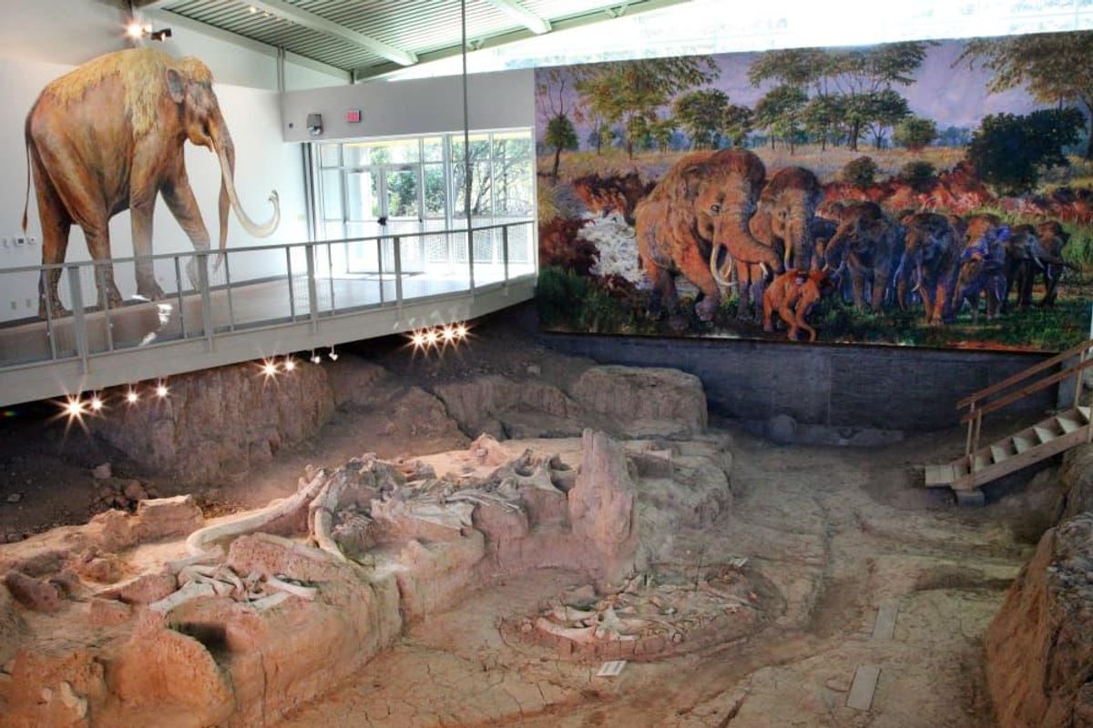 See the Waco Mammoth Site at the Mayborn Museum. - CultureMap Dallas