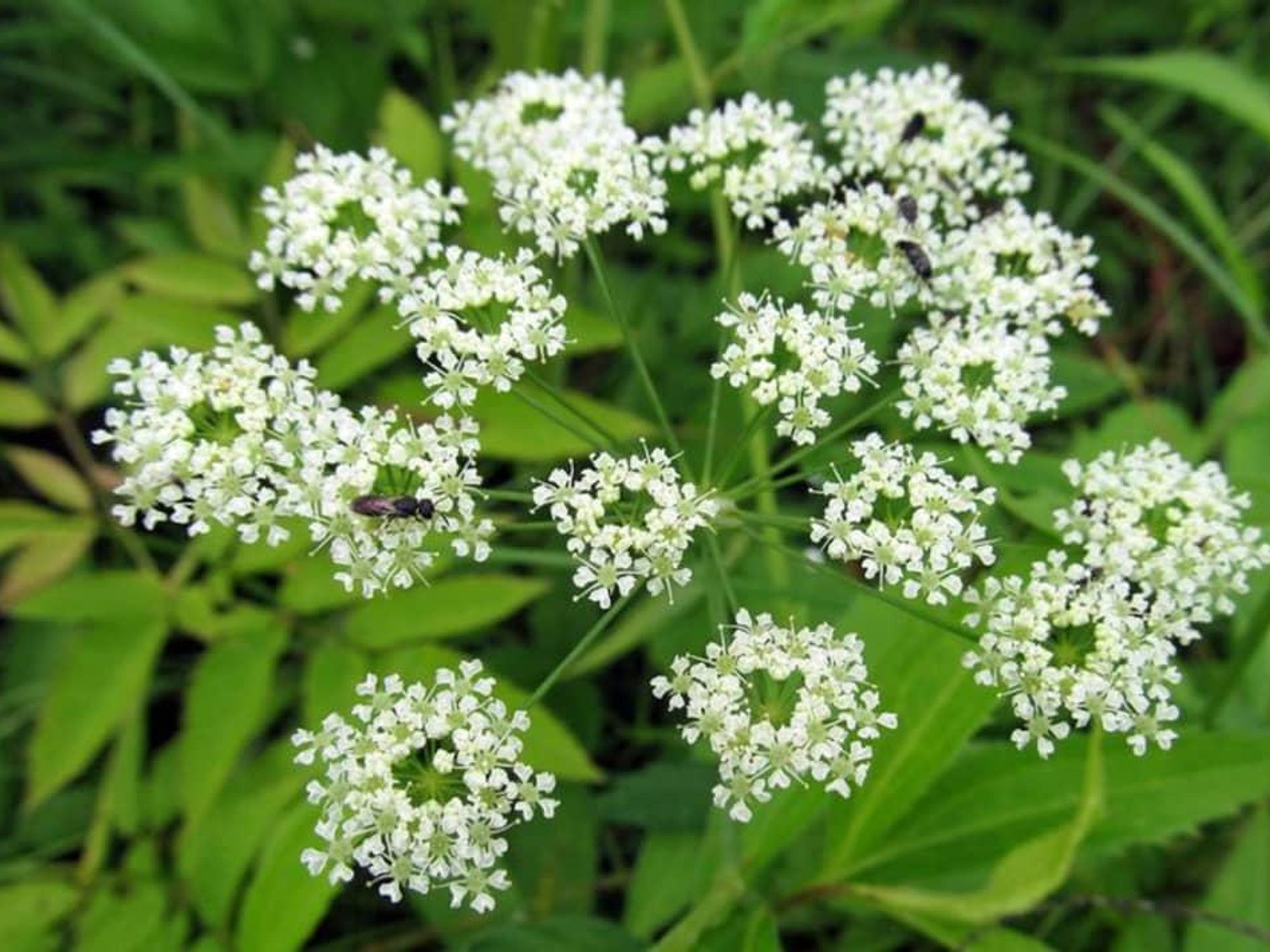 Water hemlock