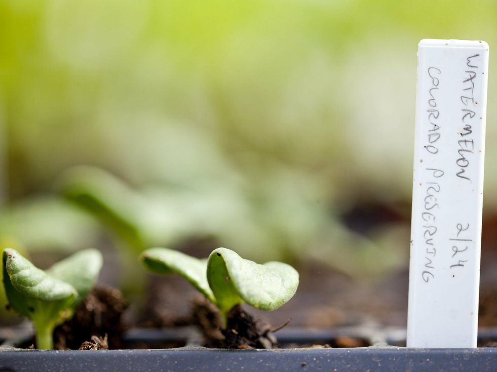 Watermelon growing at Inn at Dos Brisas