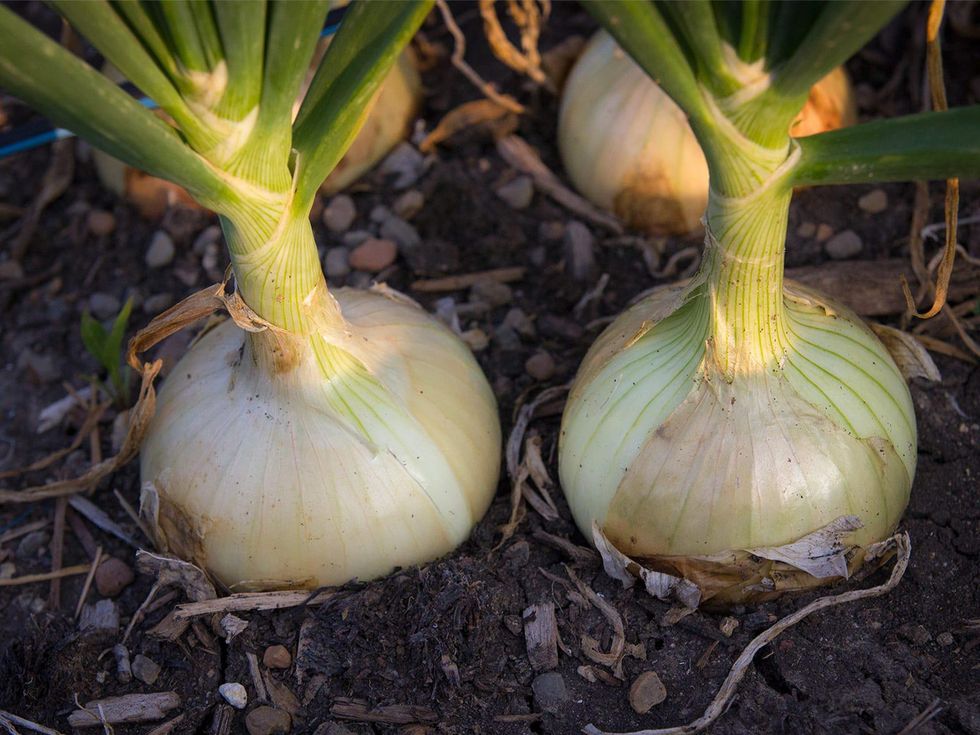 Texas farmer reveals everything you need to know about onions