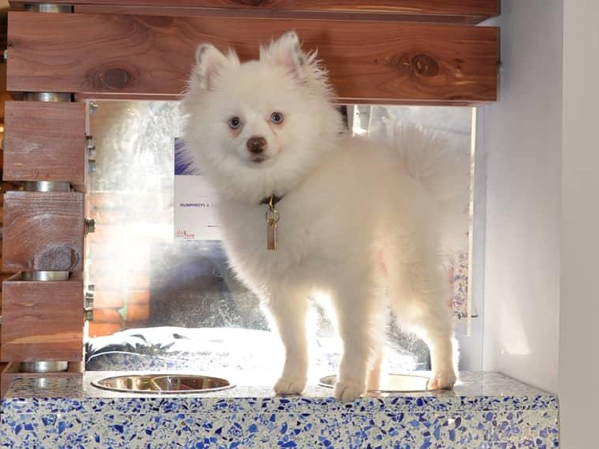 White fluffy dog SPCA