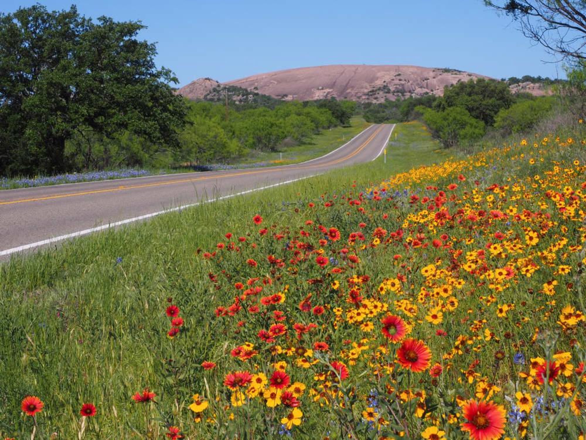 Wildflowers in Fredericksburg