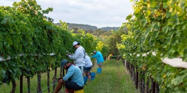 New Hill Country wine school teaches Texans how to become aficionados - Vimarsana News