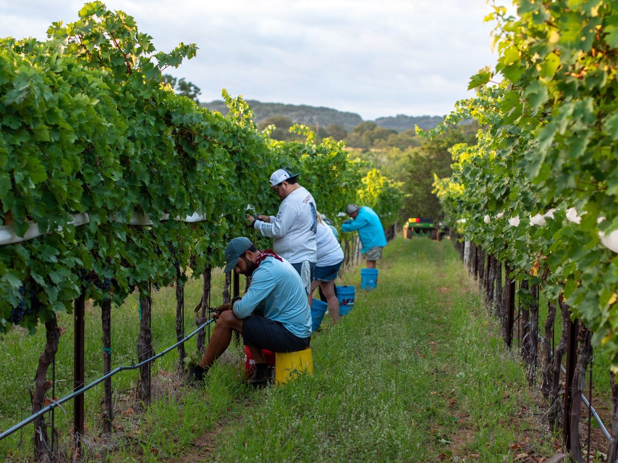 William Chris Wine Co.