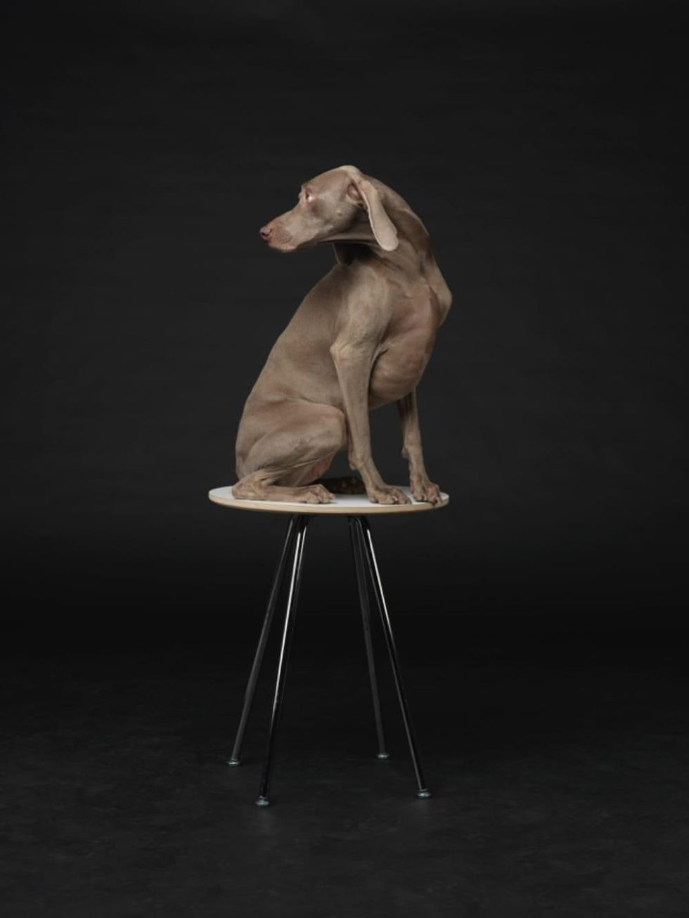 William Wegman