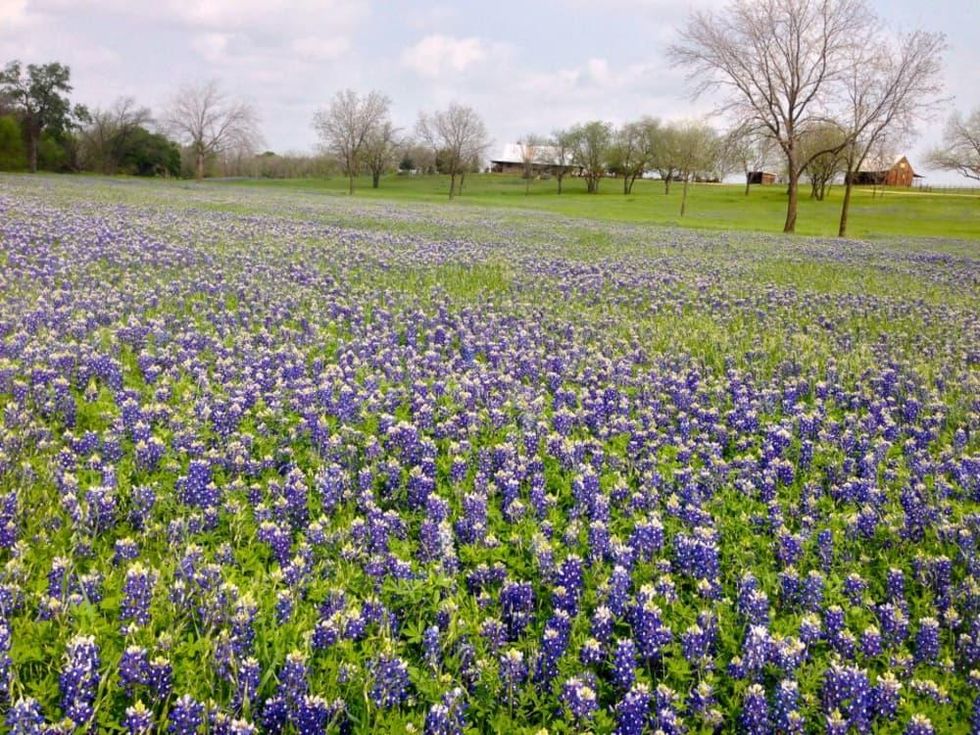 Texas' official bluebonnet trail blossoms just outside Dallas ...