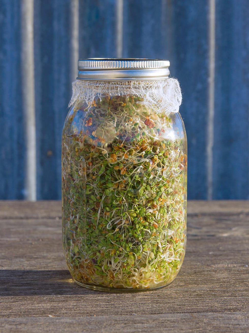 Texas farmer bolsters winter harvest with incredibly easy sprouts
