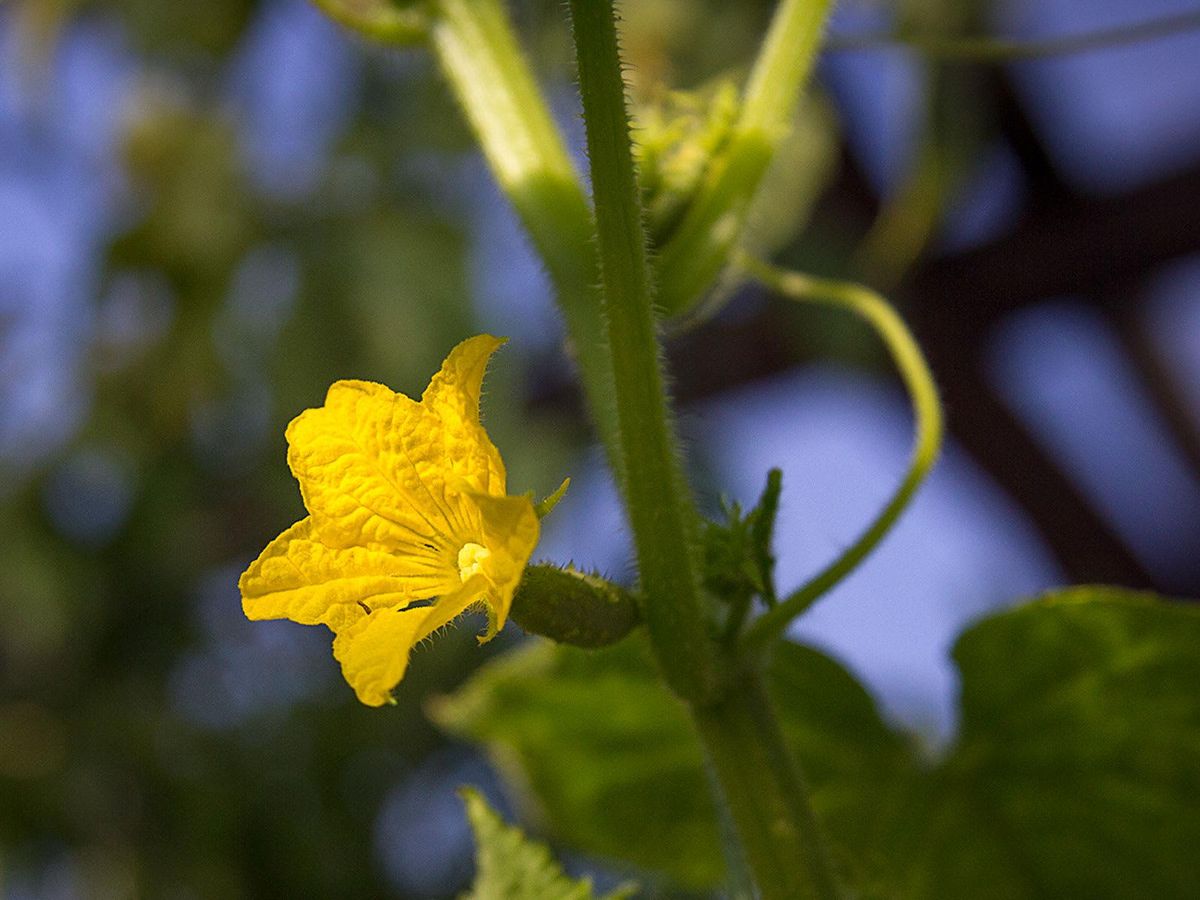 Without native bees to do the work, Marshall Hinsley hand pollinated his indoor cucumbers
