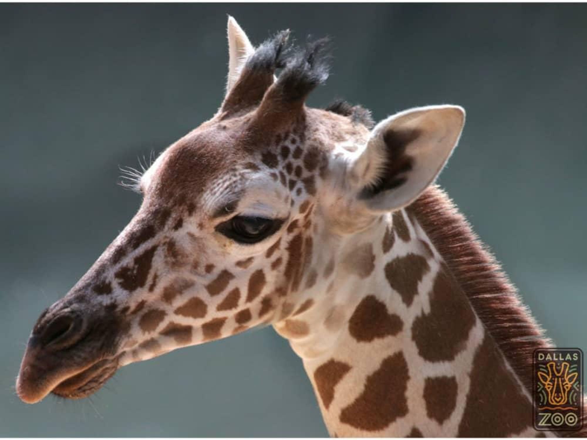 Witten baby giraffe