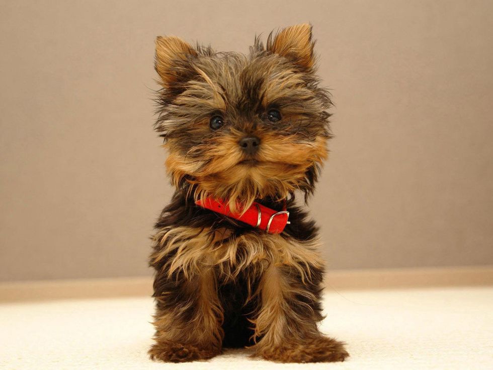 Yorkshire terrier puppy with red collar