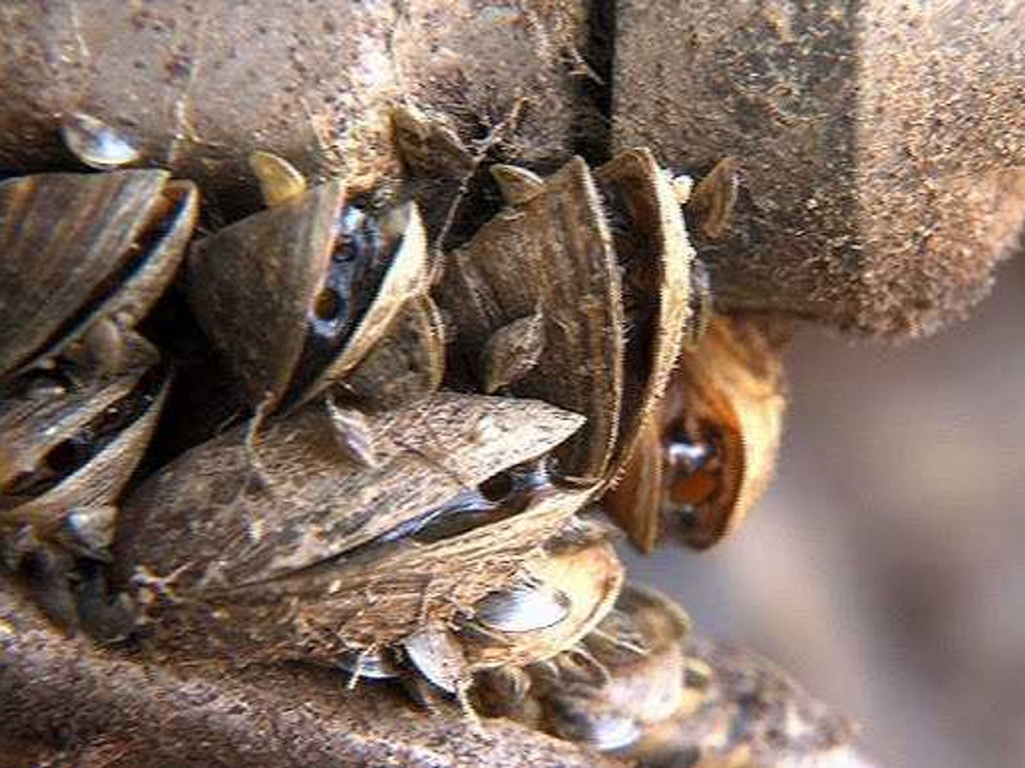 Zebra mussels
